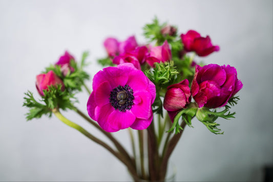 Anemone Einzeln