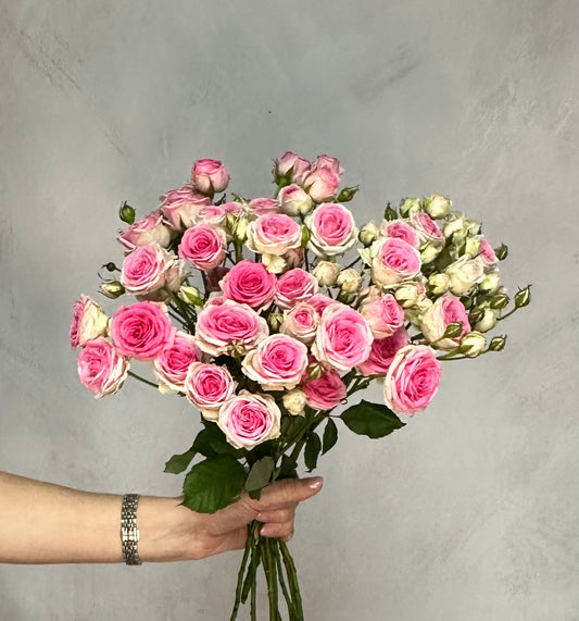 Rosen verzweigt weiß-rosa