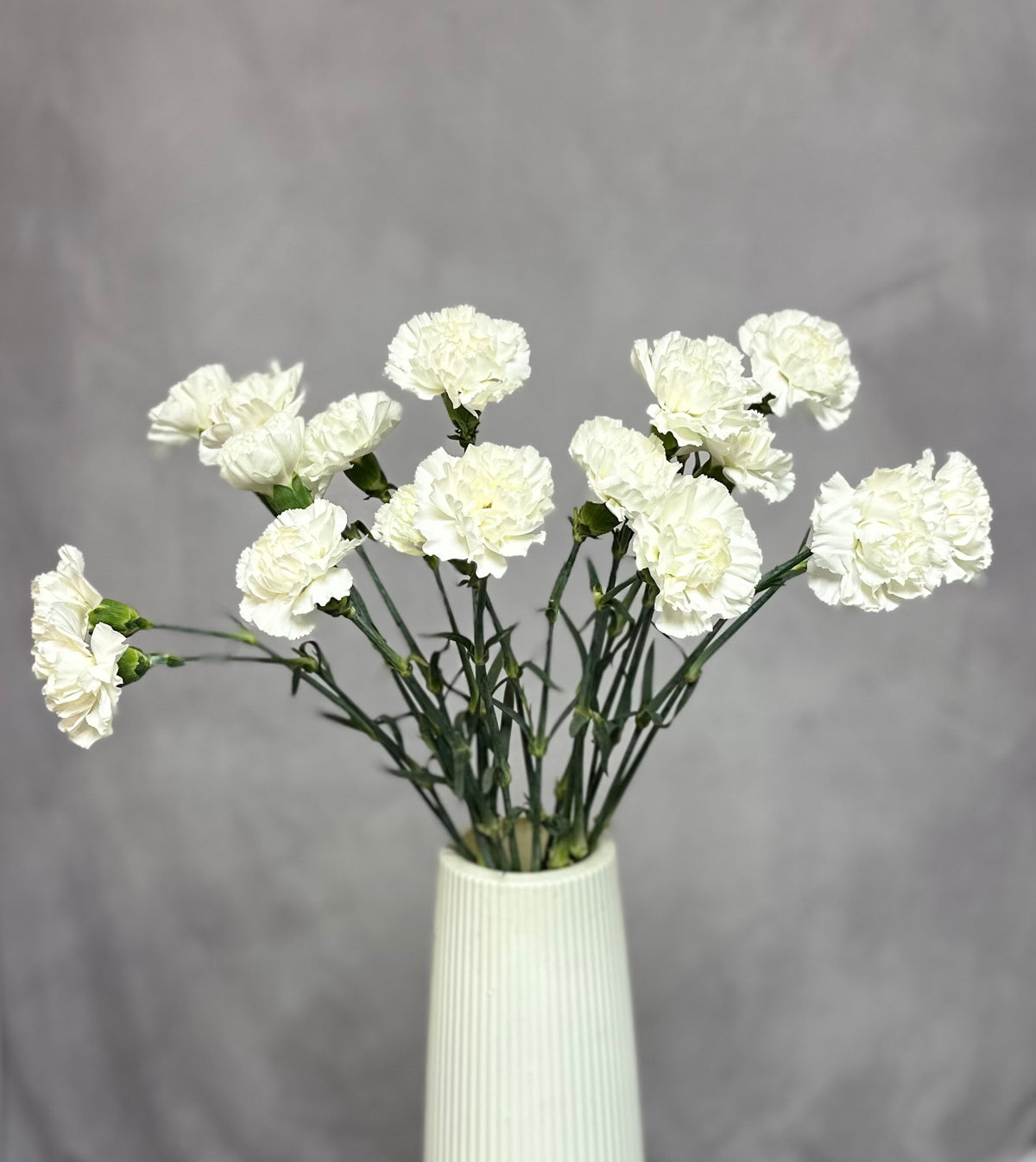 Nelken Schnittblume kaufen Ulm